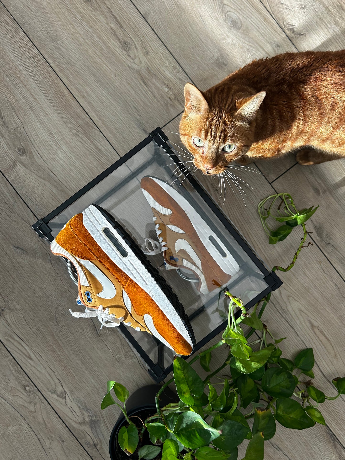 Nike Air Max 1 Curry